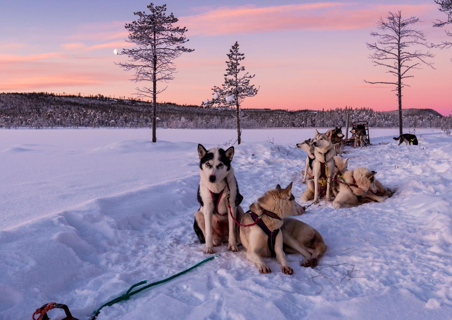 Hundspann Åre