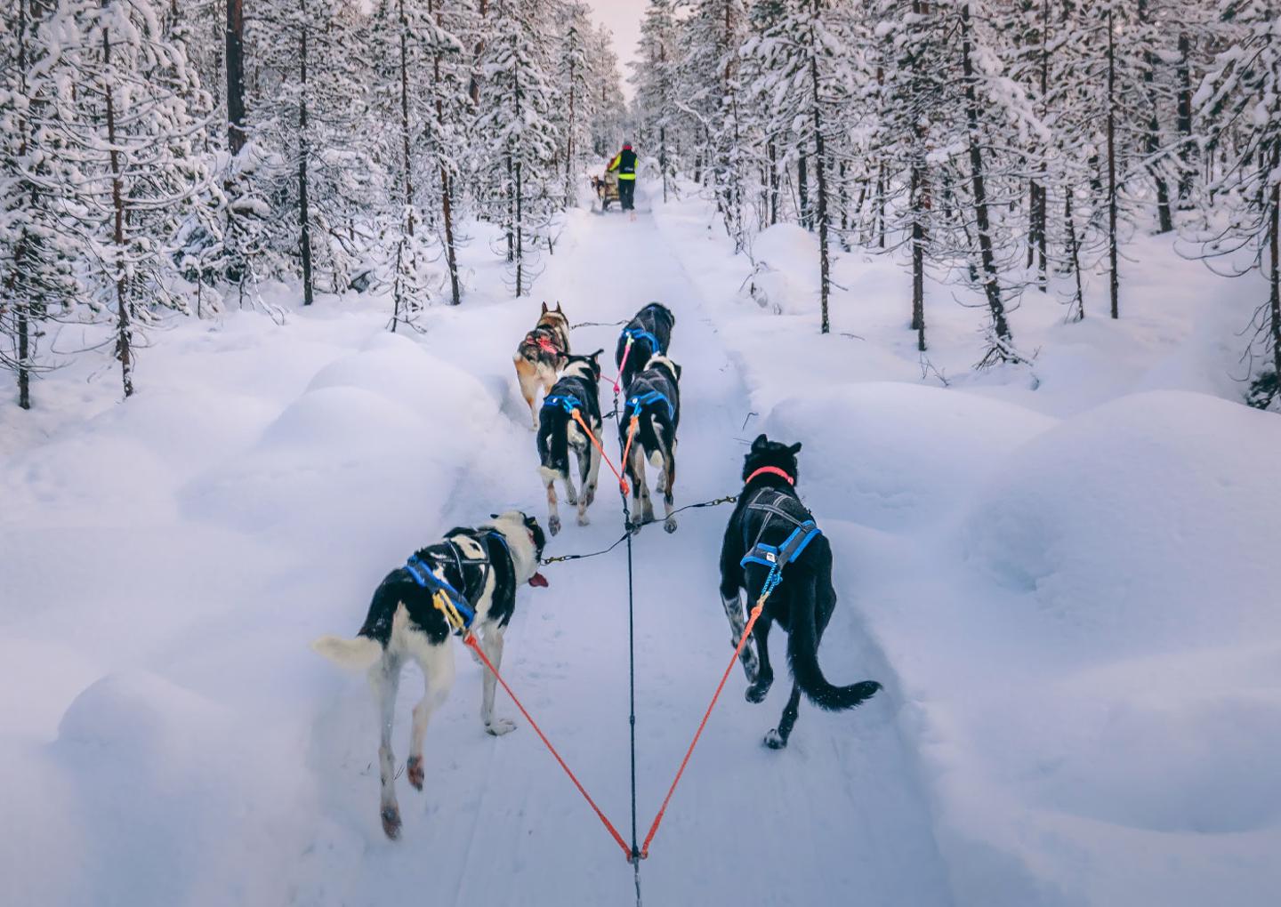 Hundspann Åre