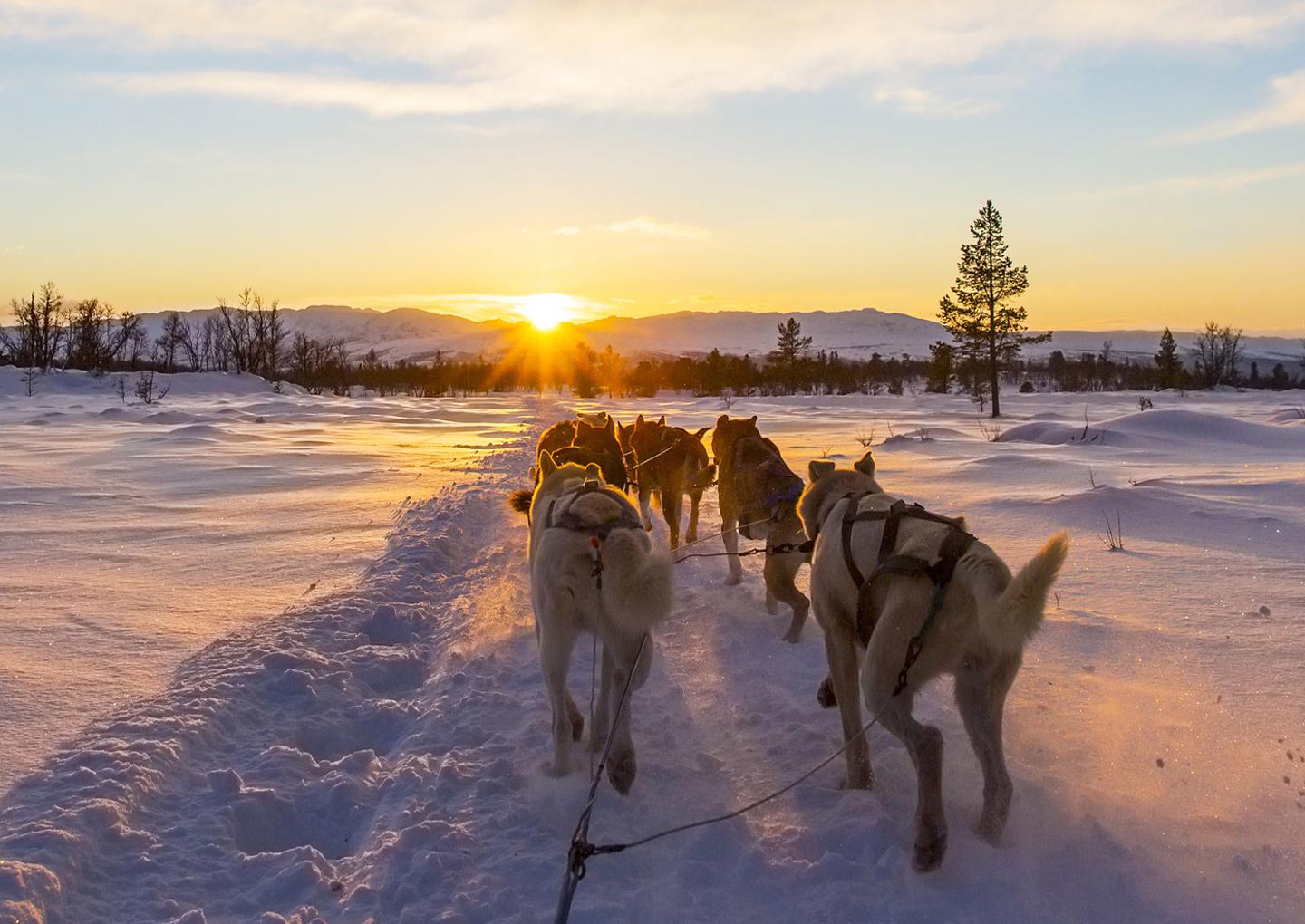 Hundspann Åre