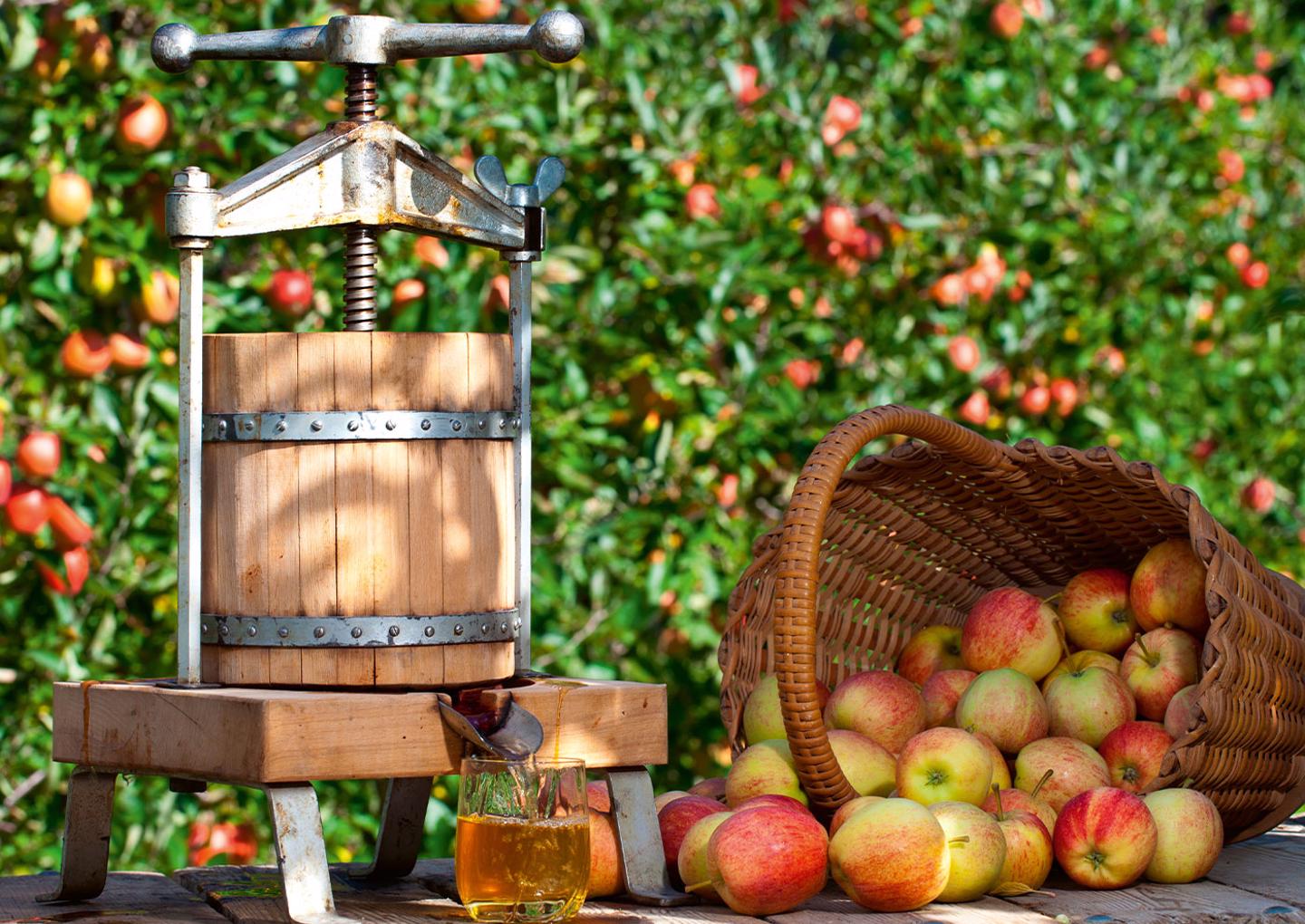 Ciderprovning på Österlen